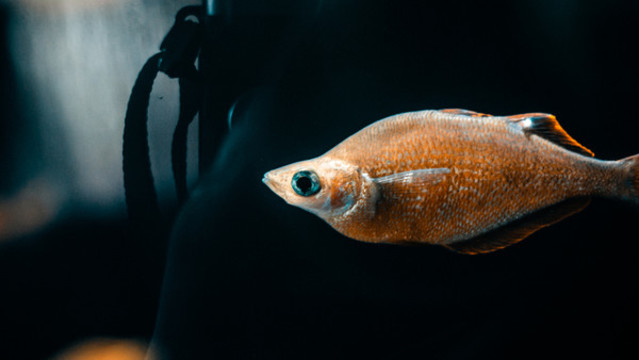 魚