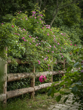 薔薇花園
