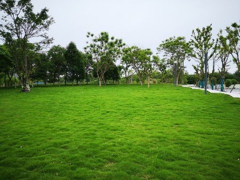 綠草地
