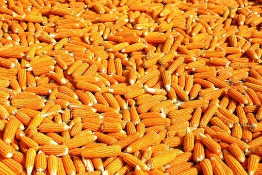 晾曬玉米棒