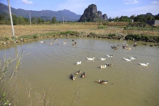 水塘一群鴨