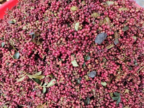 紅花椒