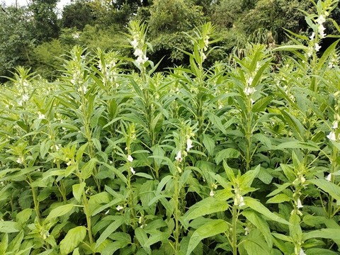 芝麻開花