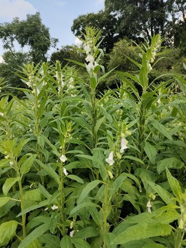芝麻苗