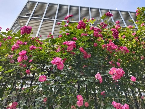 紫薇花墻