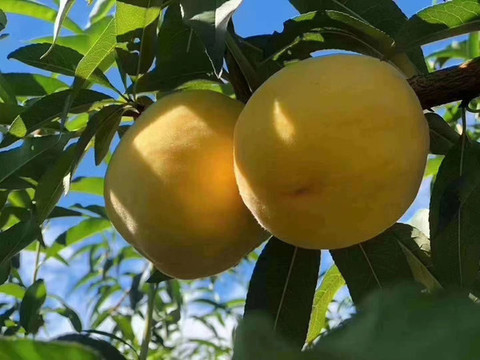 炎陵黃桃