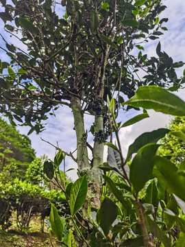 普洱古樹(shù)茶