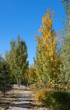 藍天下的深秋公園景色
