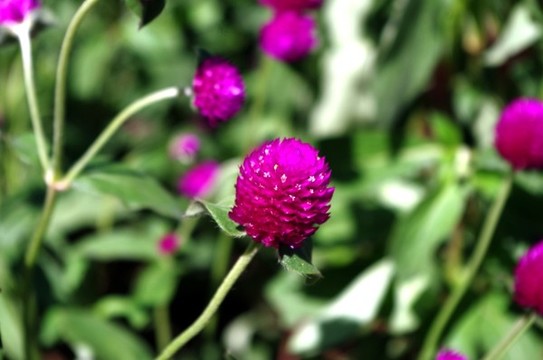 北京順義國際鮮花港