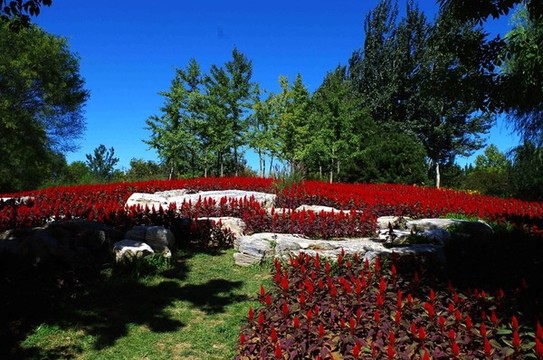 北京順義國(guó)際鮮花港