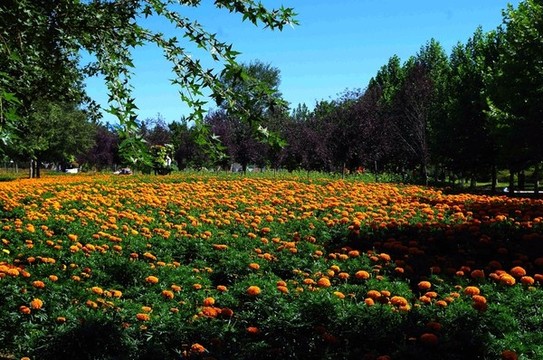 北京順義國(guó)際鮮花港