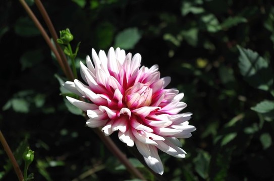 北京順義國際鮮花港
