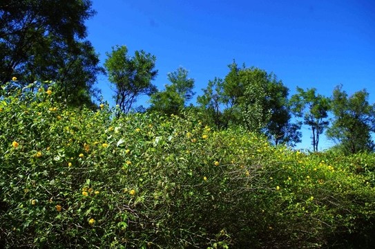 北京順義國(guó)際鮮花港