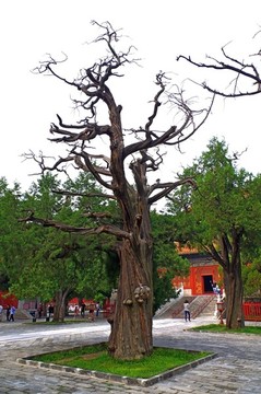 北京孔廟與國(guó)子監(jiān)
