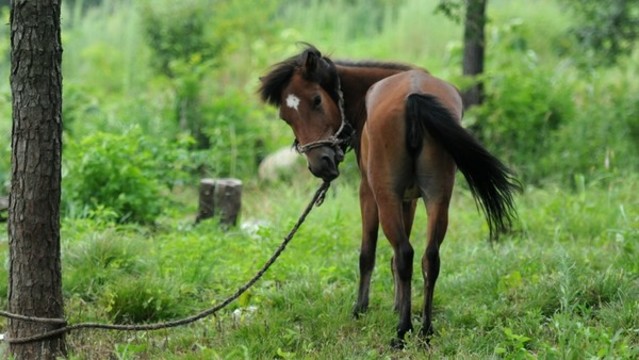 馬