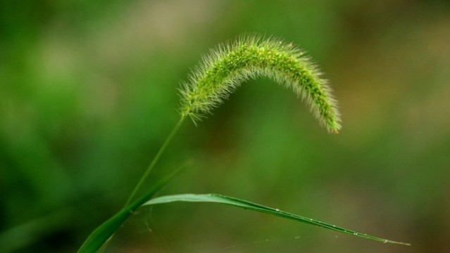 狗尾草