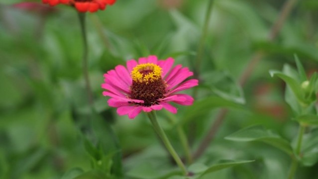 百日菊