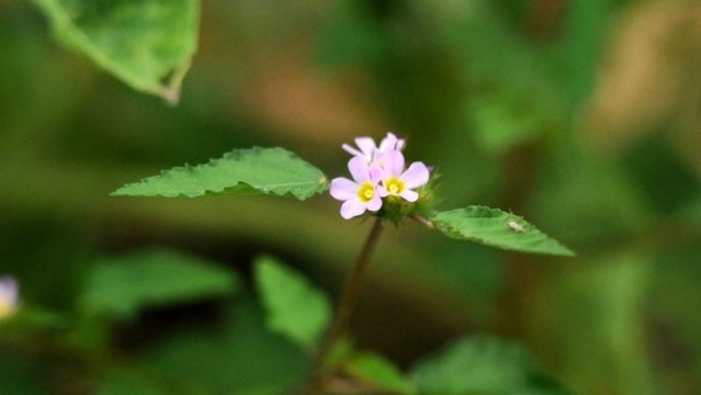 馬松子