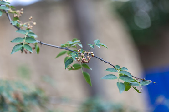 花椒