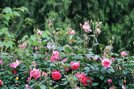 月季花