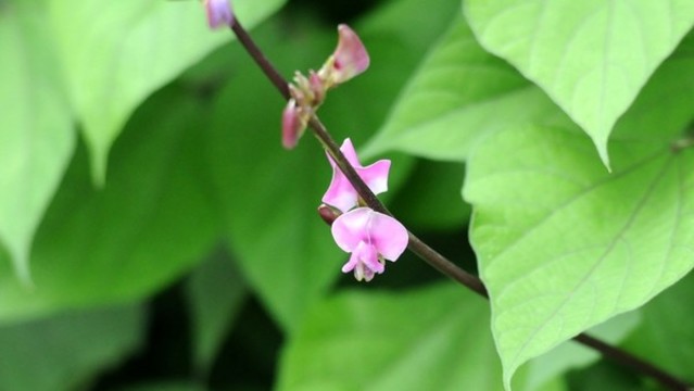 扁豆花