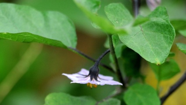 茄子