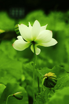 荷花