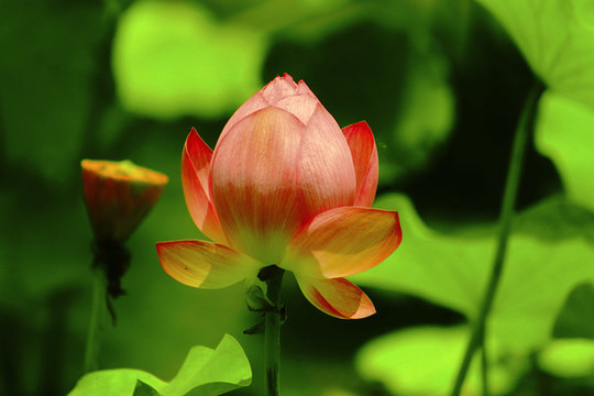 荷花