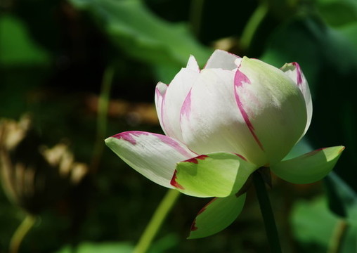 北京望和公園北園荷花