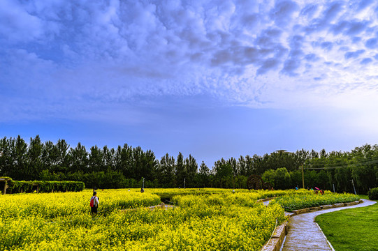 中國(guó)長(zhǎng)春市長(zhǎng)春公園盛開的油菜花