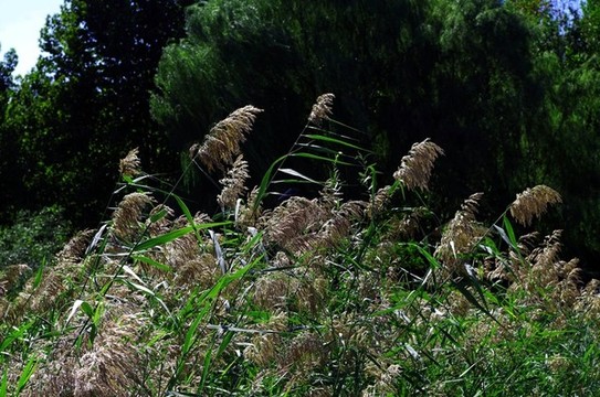 北京小屯公園