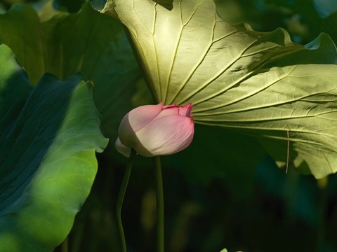 盛夏荷花最銷魂