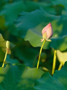 盛夏荷花最銷魂