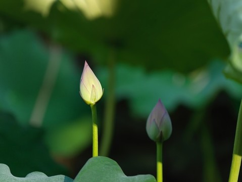盛夏荷花最銷魂