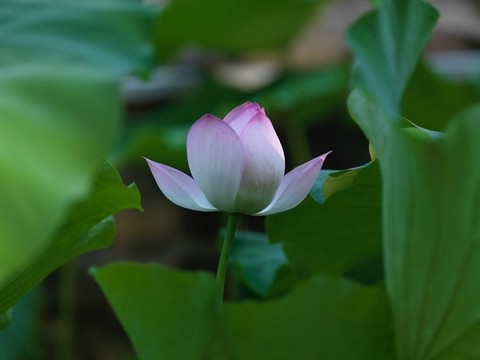 盛夏荷花最銷魂