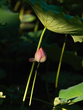 盛夏荷花最銷(xiāo)魂