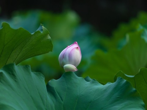 盛夏荷花