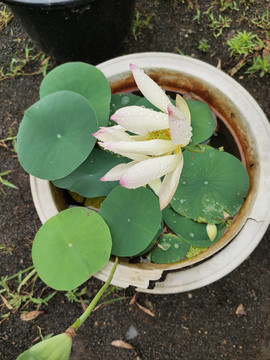 粉色碗蓮