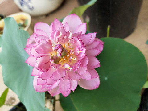微蓮