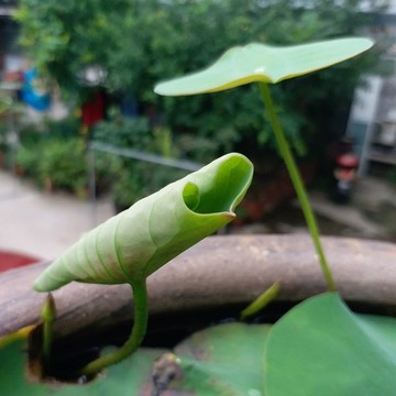 碗蓮荷葉