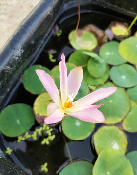 碗蓮