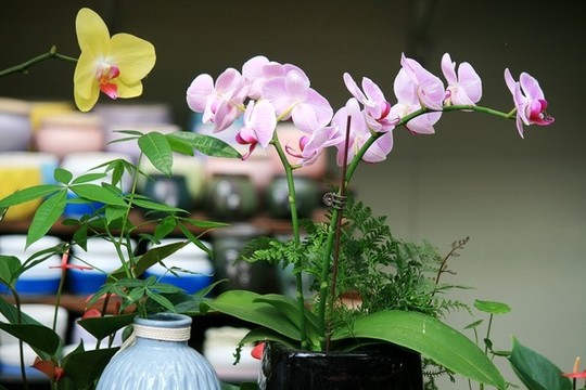 蝴蝶蘭