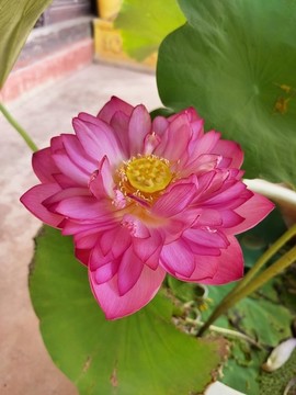 微蓮