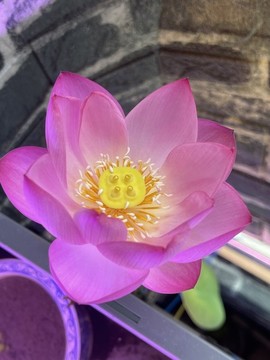 微型蓮花