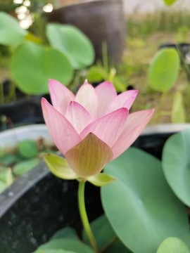 碗蓮