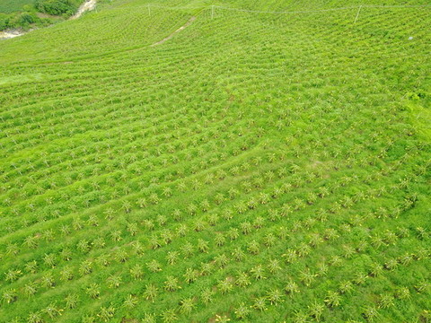 有機(jī)火龍果種植基地