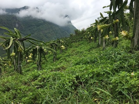 有機(jī)火龍果種植