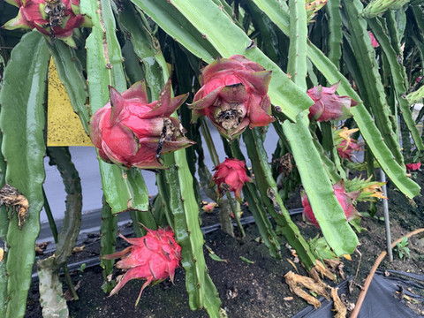 火龍果種植基地