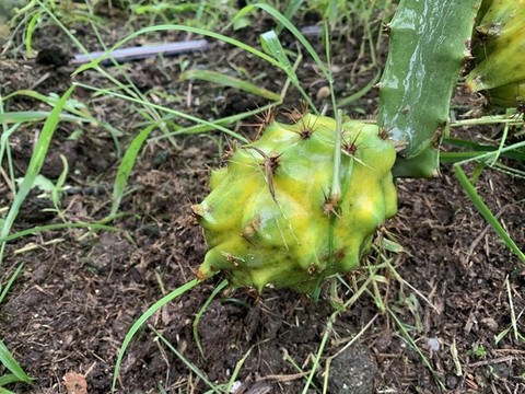 火龍果種植基地