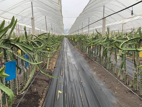火龍果種植基地